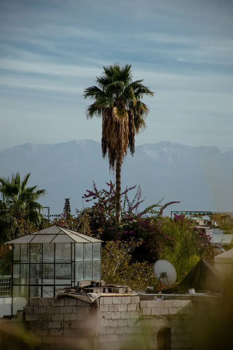 Palmier et toits de Marrakech devant les sommets de l’Atlas